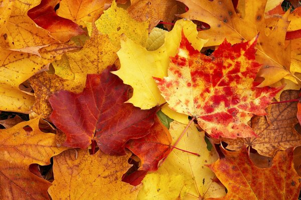 Herbstblätter liegen auf dem Boden