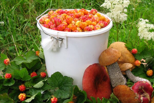 Seau blanc avec des baies et des champignons se trouvant à côté de l herbe