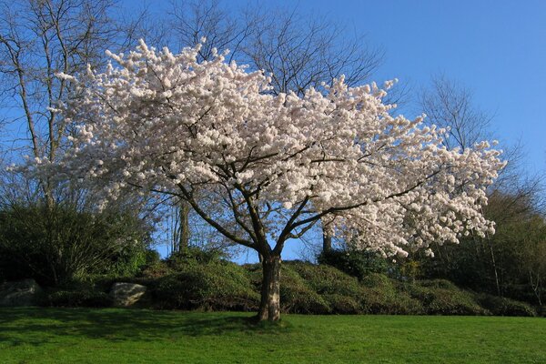 Luxuriously blooming white sakura