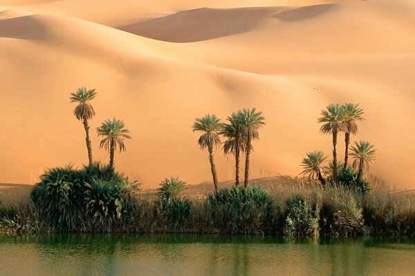 Sandy island with beautiful palm trees