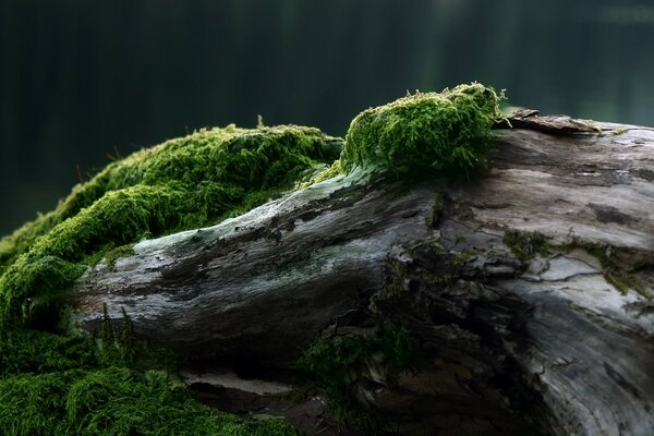 Mousse verte sur un arbre tombé