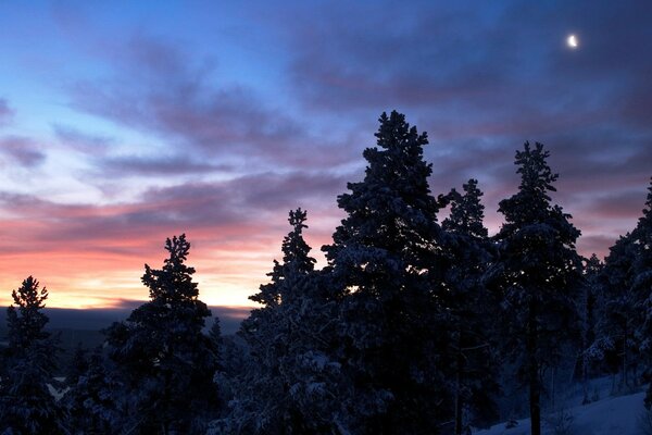 Arbres coucher de soleil hiver neige