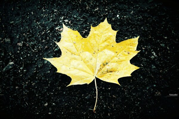 Feuille d érable jaune sur asphalte