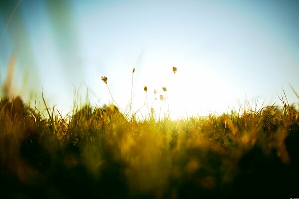 Herbe sur fond de rayons de soleil d été