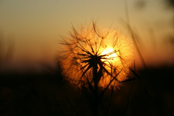 Sunset reflection in dandelion parachutes