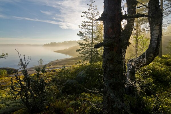 Morning fog by the bay in the forest