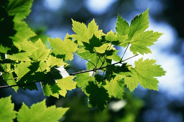 A branch of a green maple tree on a summer day