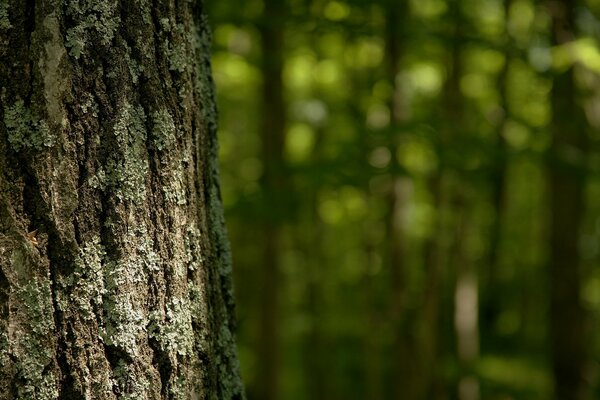 Tree trunk close-up