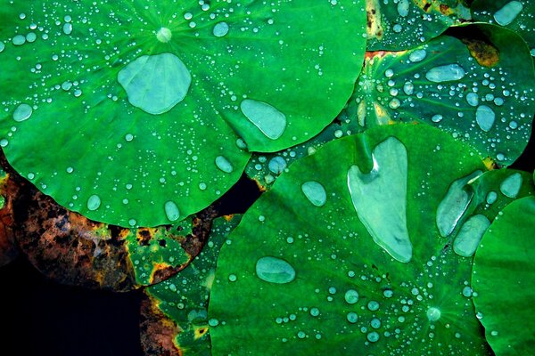 Grüne Seerosen mit Wassertropfen