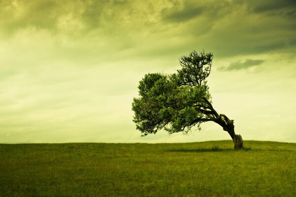 A lonely tree in a field in green