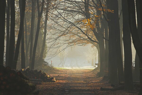 Die Herbstallee des Parks