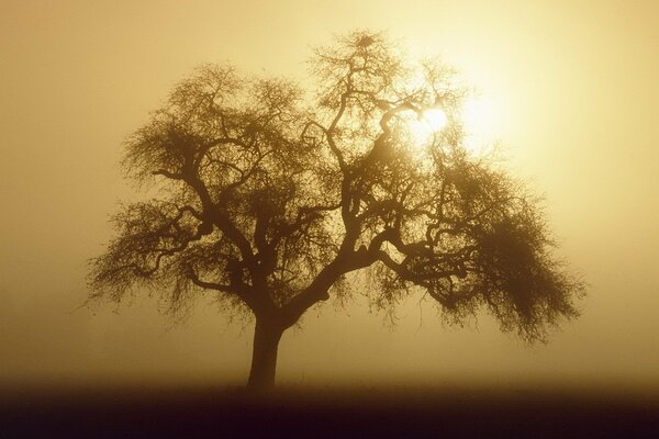 A lonely tree in a boundless field