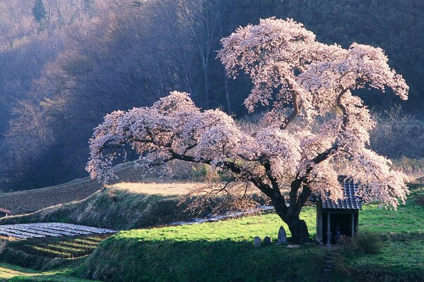 Derkwo Sakura wächst schön