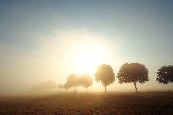 Sonnenaufgang über einer Wiese mit Bäumen