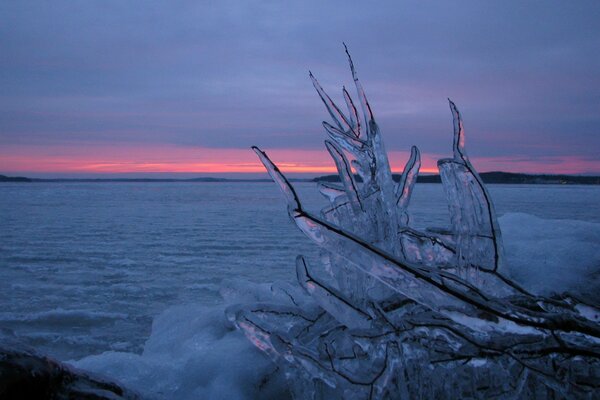 Icy branches wave to the horizon