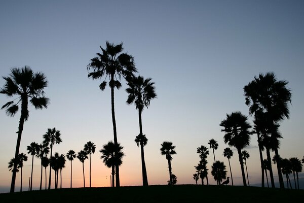 Cielo serale con palme