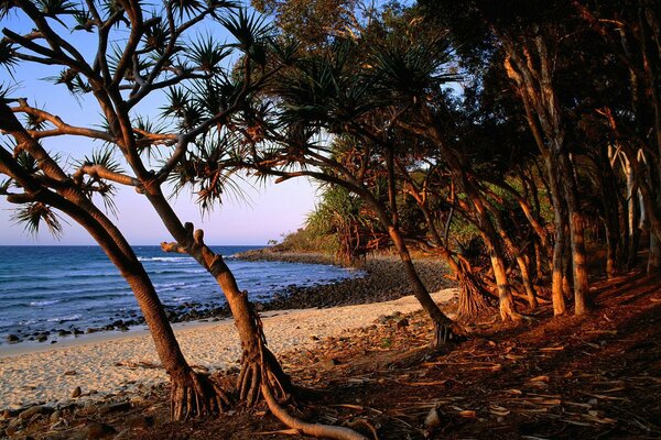 Raíces de árboles en la playa del mar