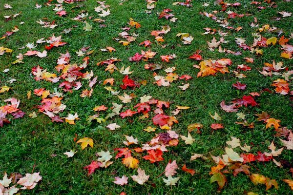 Las primeras hojas caídas de otoño