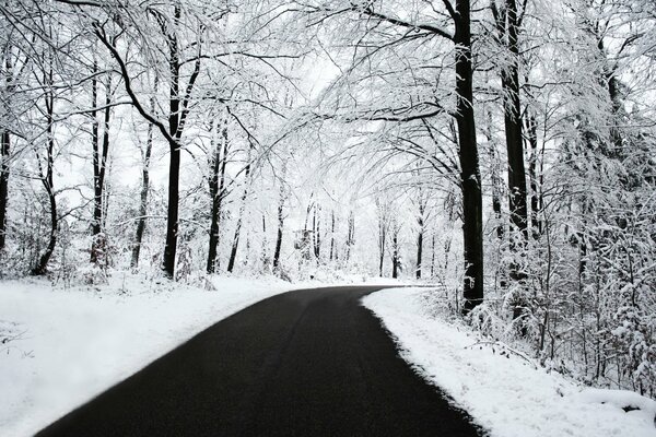 Camino de invierno a través del bosque nevado