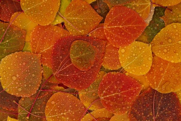 Feuilles d automne après la pluie