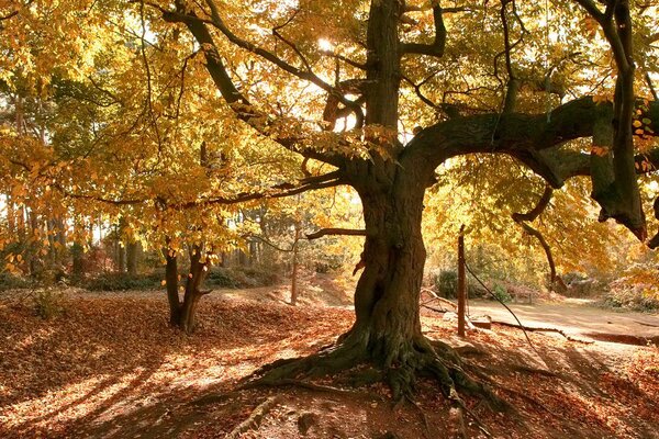 Leaves of a tree in the forest