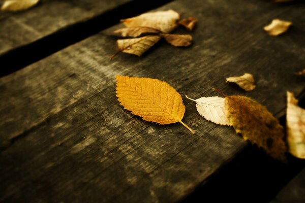 Yellow autumn leaves