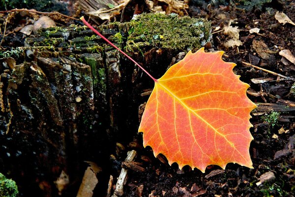 Helles rot-rotes Blatt auf dem Boden