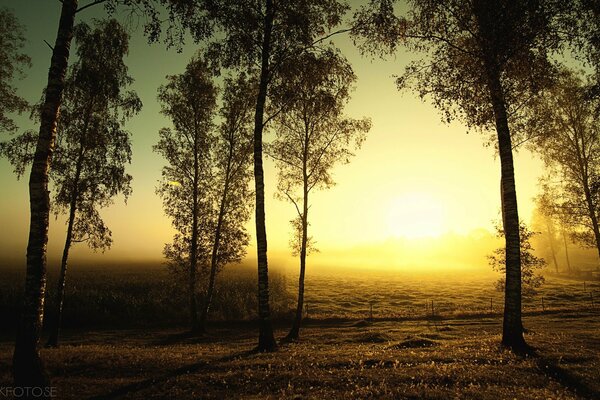 Herbstsonne im Feld mit Birken