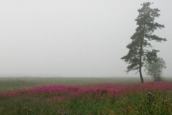 Champ avec des fleurs violettes et un arbre sous le brouillard