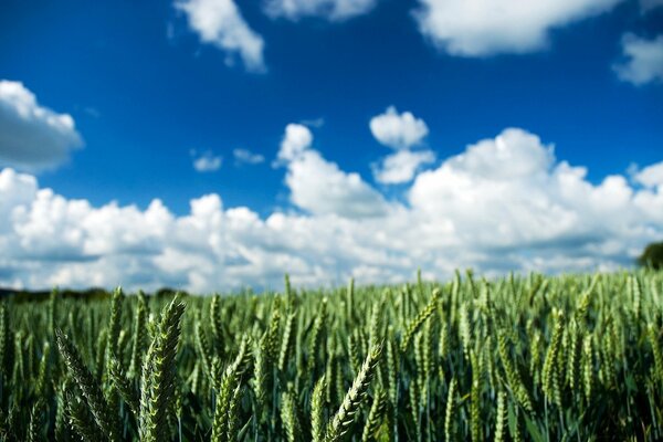 Espiguillas en el campo contra las nubes