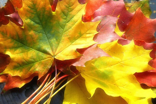 Hojas de otoño de arce amarillo