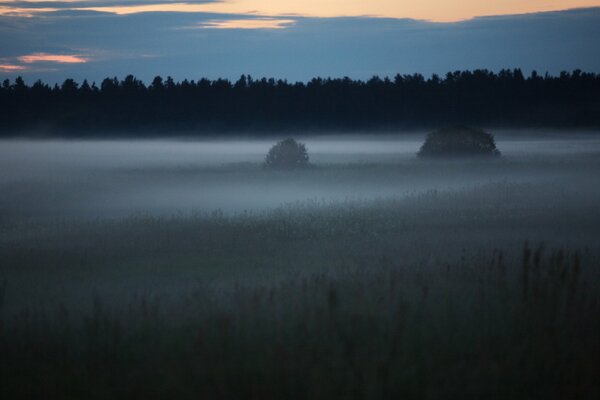 Foggy night in a clearing in the forest