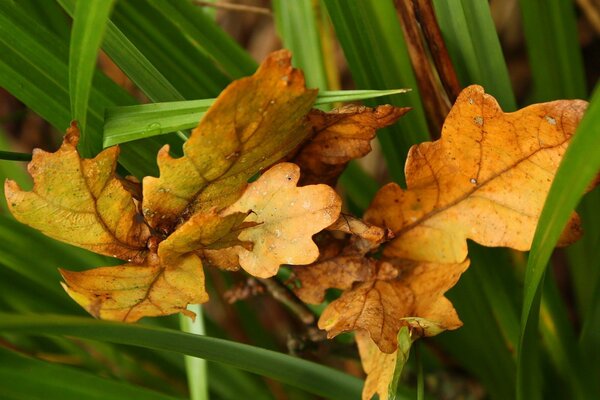 Feuilles de chêne jaune sur fond de verdure