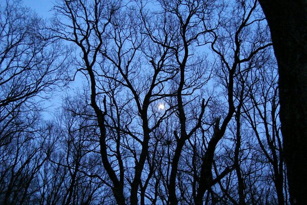 Mond auf dem Hintergrund von schwarzen Bäumen