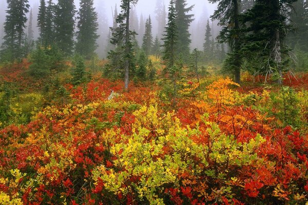 Autumn foggy coniferous forest