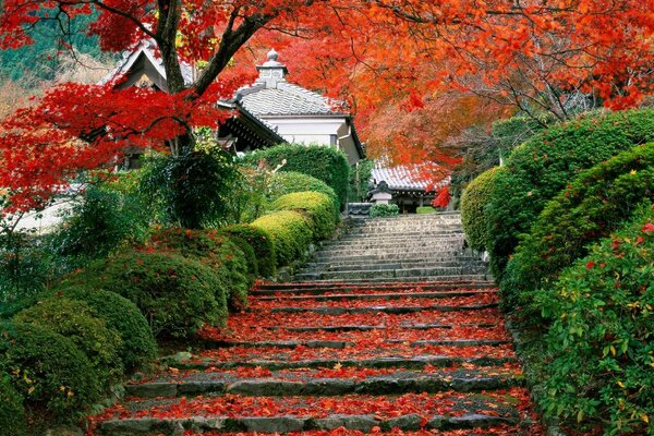 Avenue autumn trees bushes