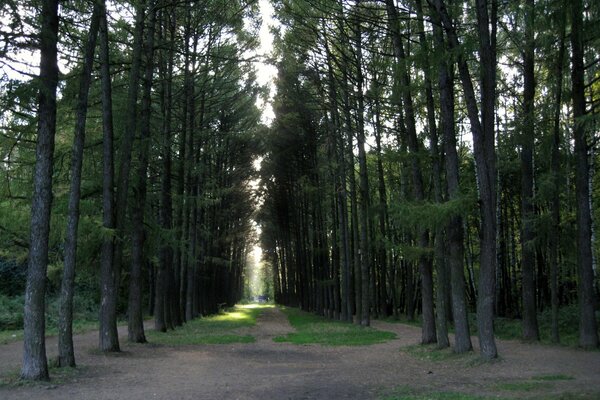 Lumière au bout de l allée