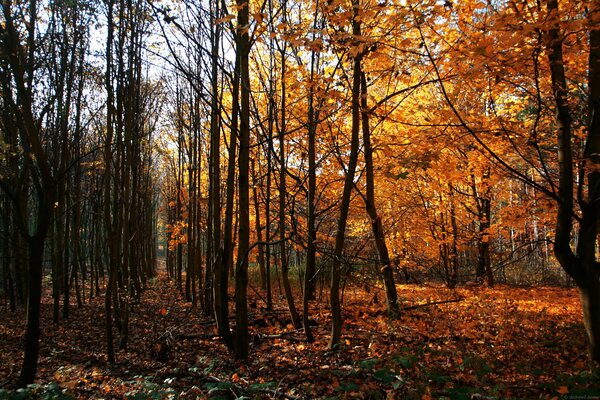 Verbleibende Blätter im Herbstwald