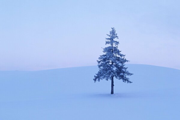 Árbol de nieve en el páramo del bosque