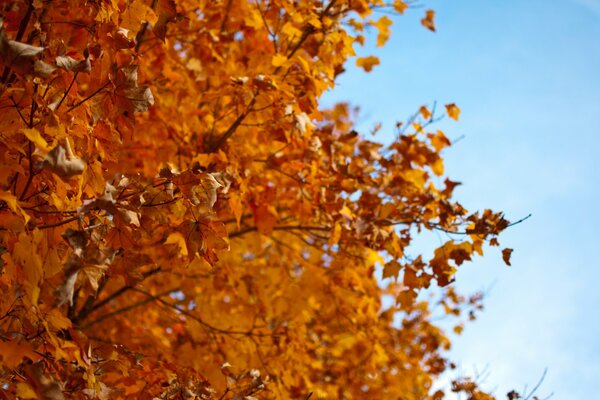 Automne doré. Arbre à feuilles jaunes