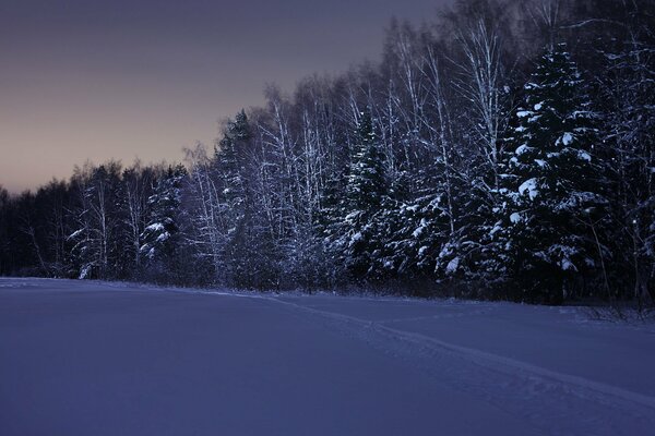 Foresta invernale favolosa di notte