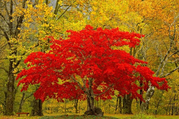 Árboles en colores de otoño