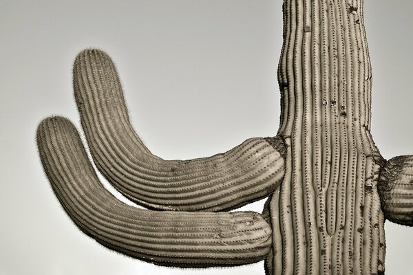 Huge grey prickly cactus