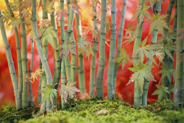 Plante avec des branches vertes et des feuilles