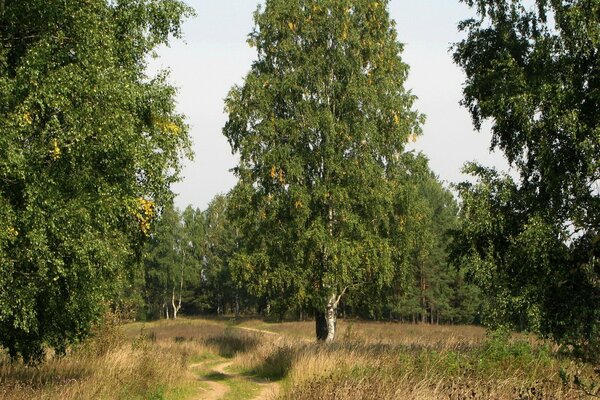 Ein Radweg unter den Birken