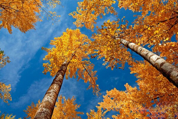 Corone di betulle in fogliame autunnale su uno sfondo di cielo blu