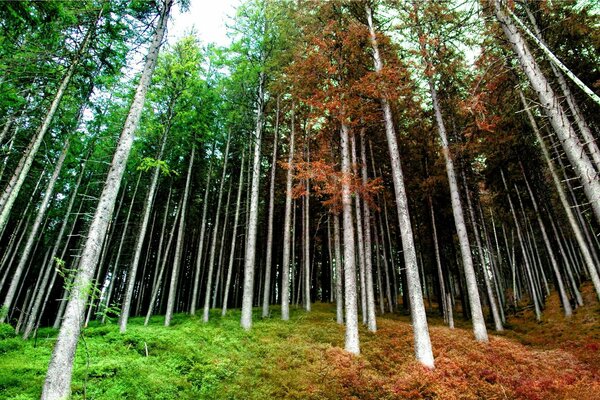 Bäume im Herbst im Frühling im Wald