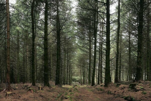 Un hermoso paseo en las profundidades del bosque