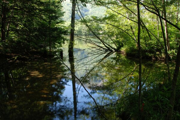 Reflection of trees in the river water