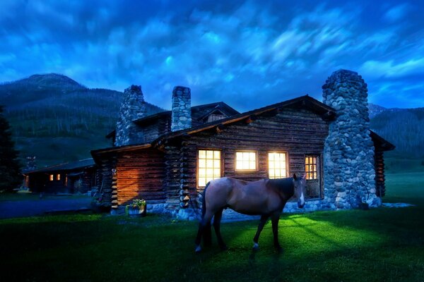 La lumière qui tombe sur un beau cheval